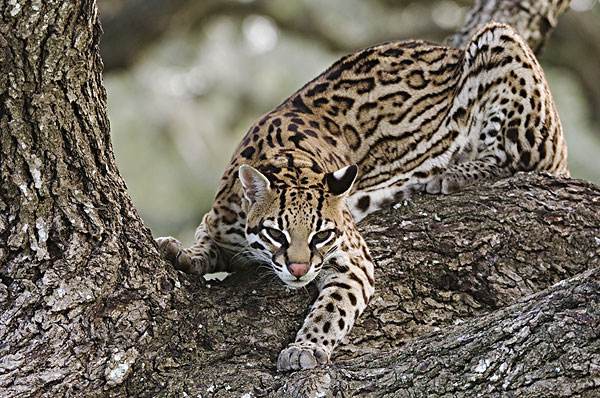 豹猫又称野猫,狸子,狸猫,麻狸,产在美国德州和拉丁美洲茂密的森林里