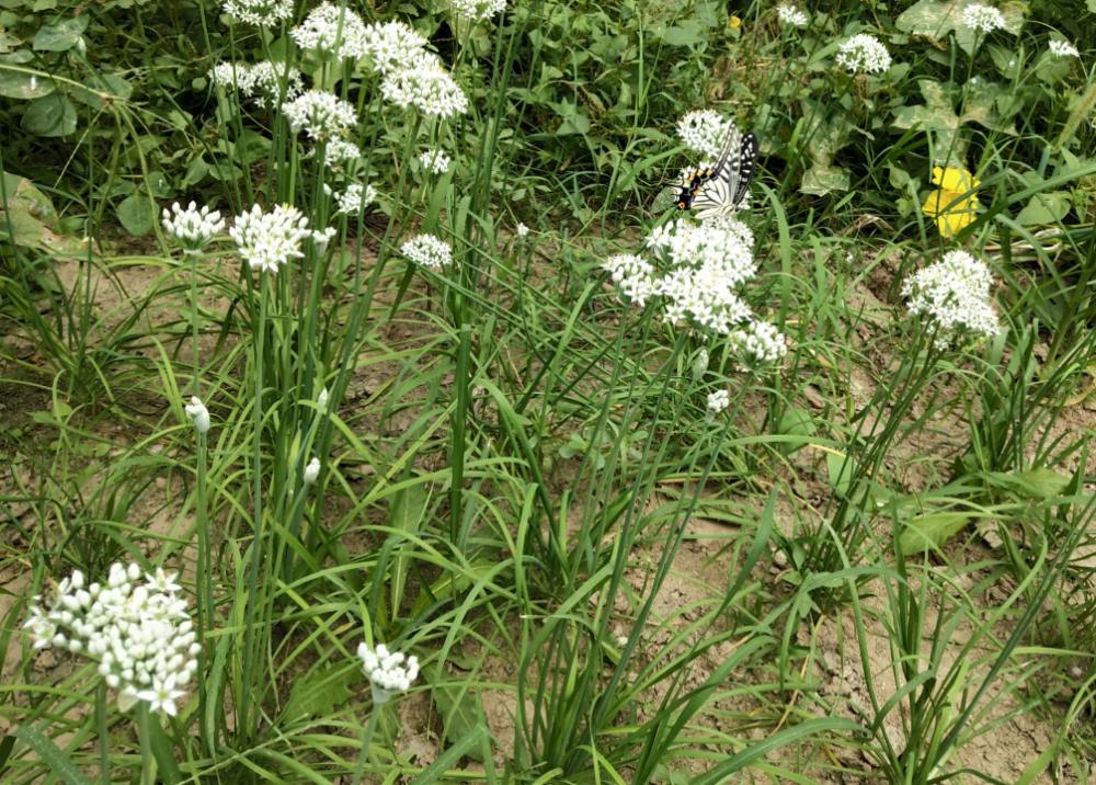 韭菜属于百合科多年生草本植物,又叫扁菜,壮阳草,起阳草,长生韭,由于