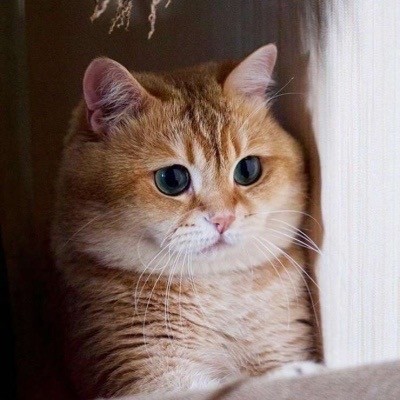 橘猫爱你头像,热门表情包