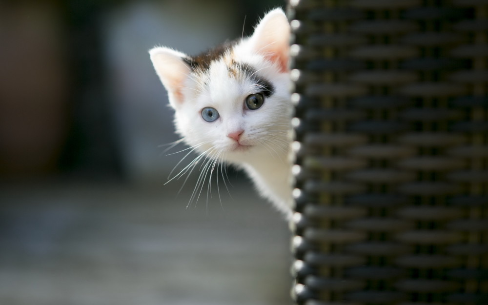 可爱小猫的探头杀,有没有心动的感觉