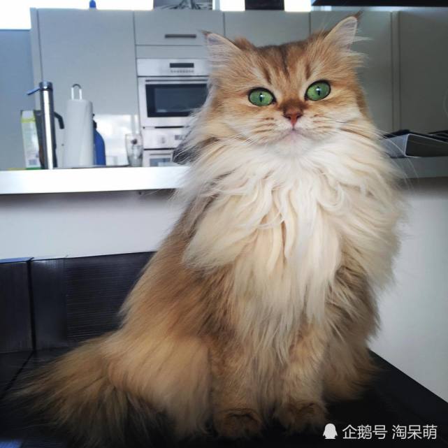 好漂亮的长毛猫