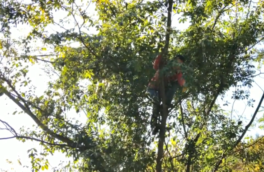 童年回忆里的深山野果人称牛卵坨小伙边摘边吃真是过瘾
