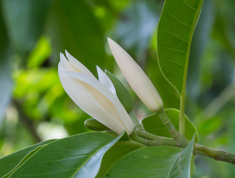 白兰花:你养白兰,它送芳香