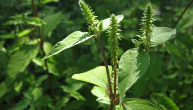 农村常见的野草,名叫"牛膝草"过去被嫌弃,如今是珍贵