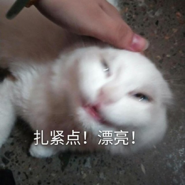 猫咪表情包:小脾气上头