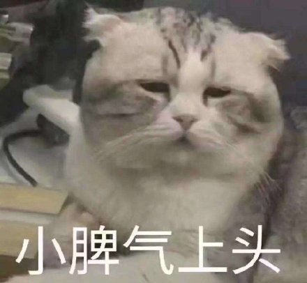 猫咪表情包:小脾气上头