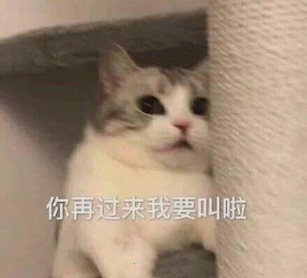 猫咪表情包:小脾气上头