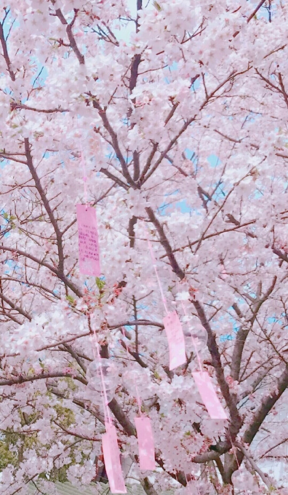 二次元动漫图集:好美的花海