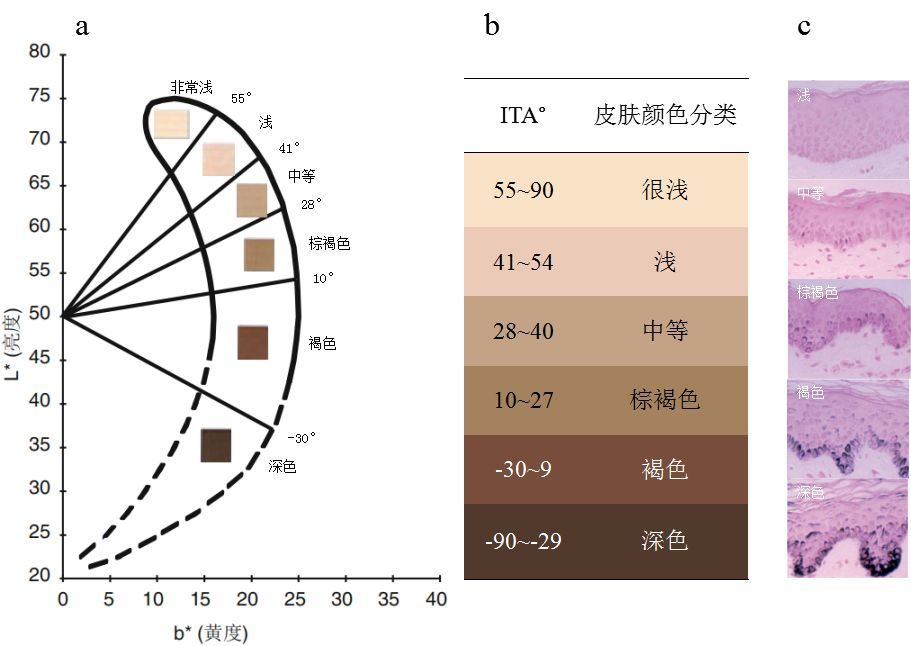 个体类型角ita°,皮肤颜色分类,黑素含量及分布