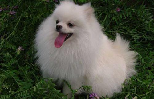 宠物介绍——狗篇——超小型犬2——博美