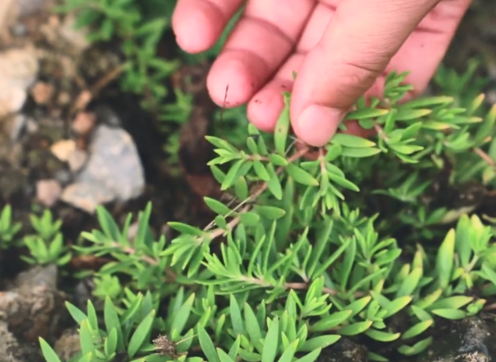 农村这种多肉植物,一年三季长得很茂盛,没想到还是一种止血草药