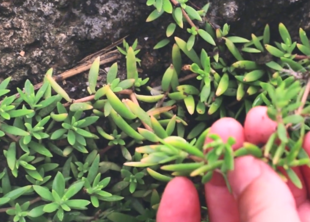 农村这种多肉植物,一年三季长得很茂盛,没想到还是一种止血草药