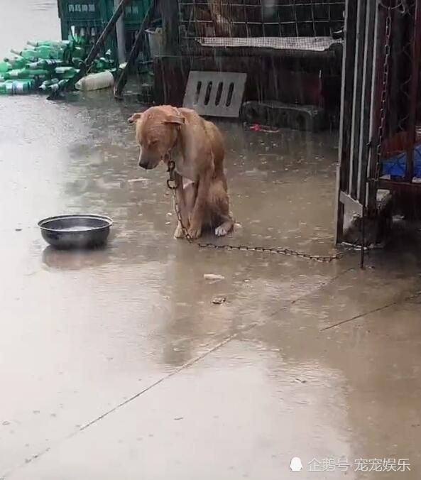 狗狗淋雨蜷缩成团,可怜兮兮,闭眼等着主人解开铁链