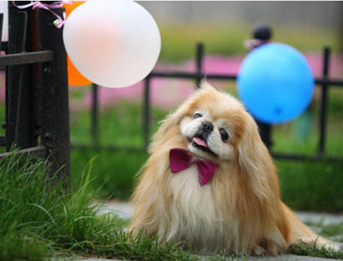 京巴犬慈禧太后最喜欢的狗唐朝皇帝的陪葬犬