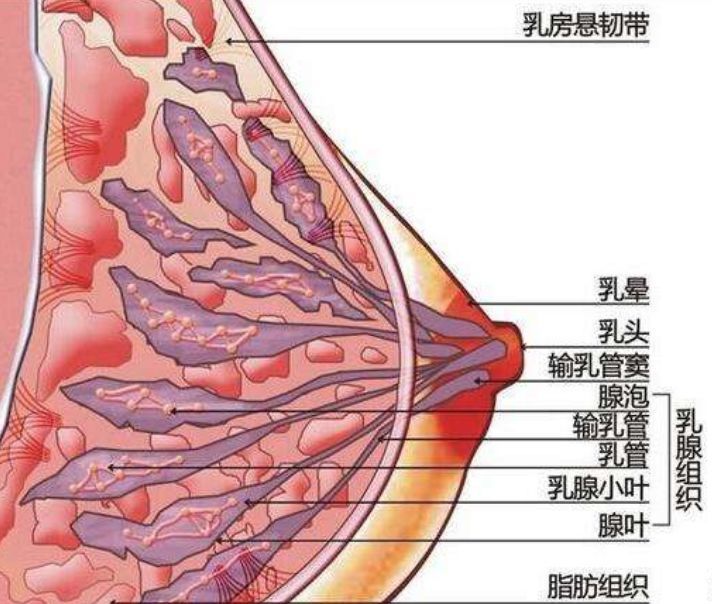 乳腺增生和乳腺结节