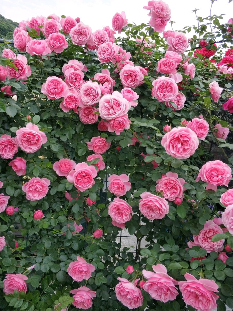 这种花名叫粉达(粉色达芬奇),法国玫兰国际玫瑰公司培育的一款月季花