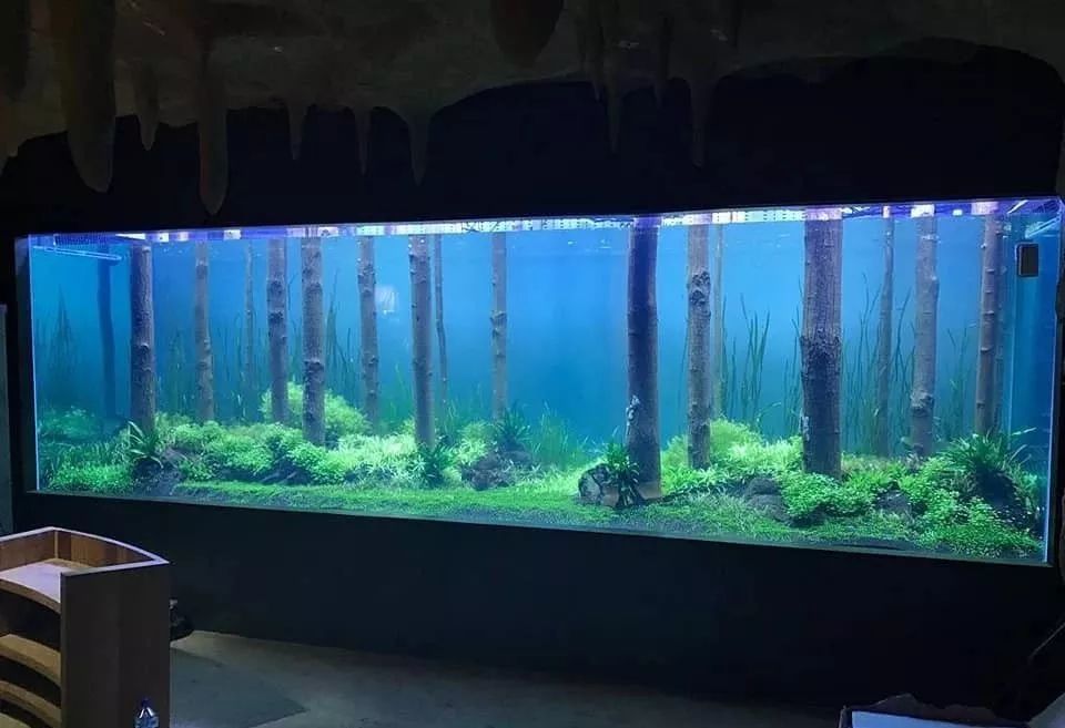 8m,大型树林七彩草缸造景!