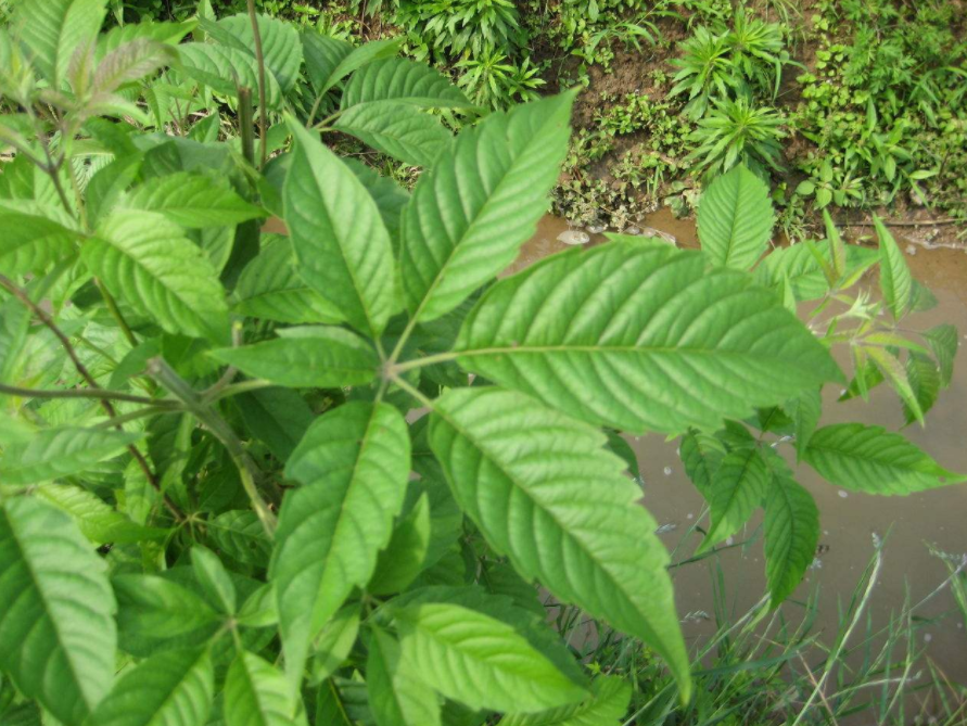 实际上也是一种很好的药材,这就是黄荆了,又称五指柑,五指风,布荆