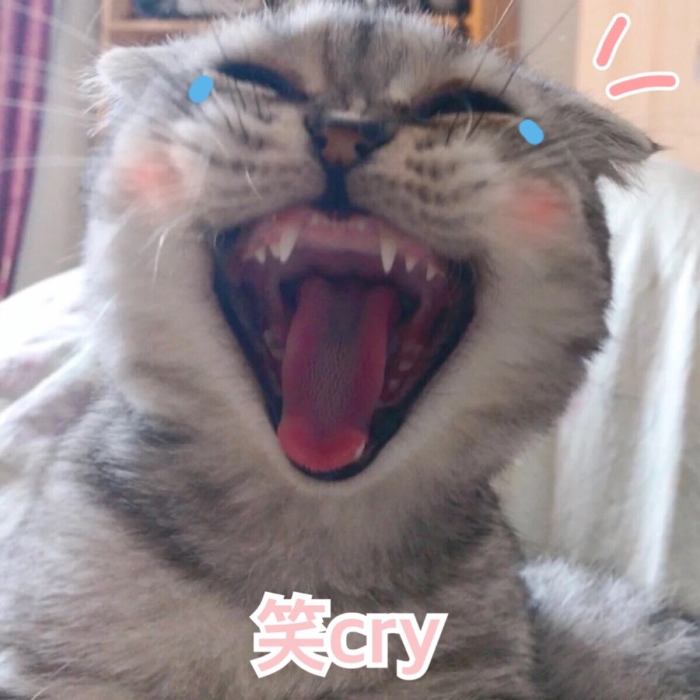 可爱猫咪搞笑表情包:我的灵魂出窍了吗!