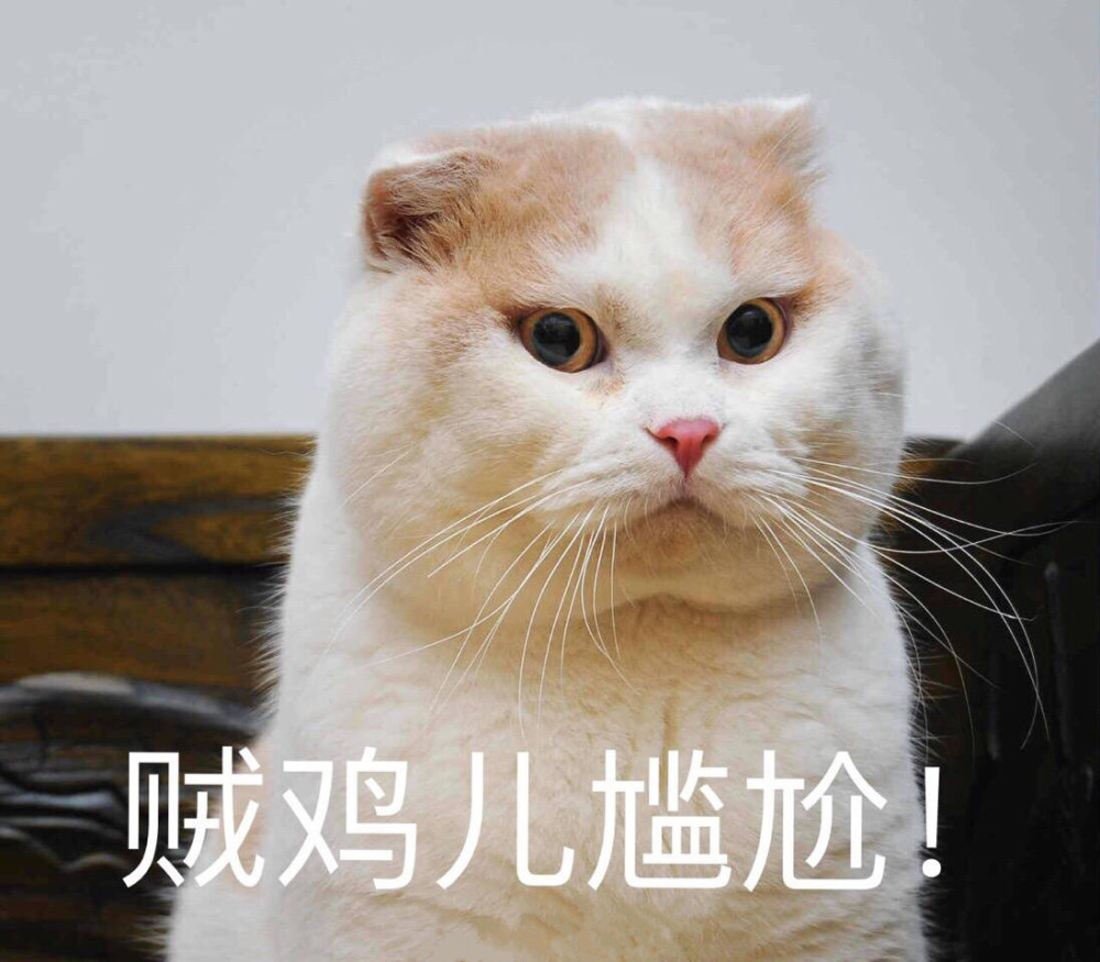 可爱猫咪搞笑表情包:你都不亲亲我吗!