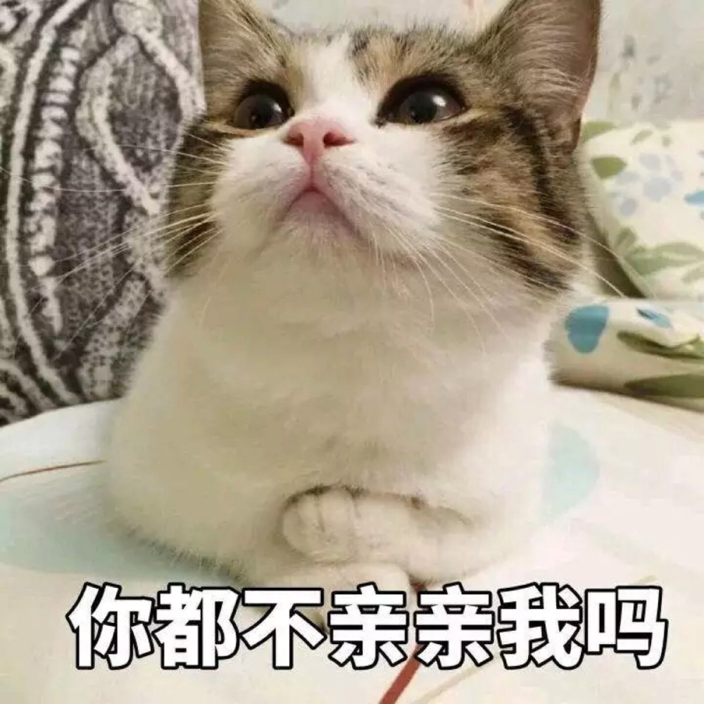 可爱猫咪搞笑表情包你都不亲亲我吗