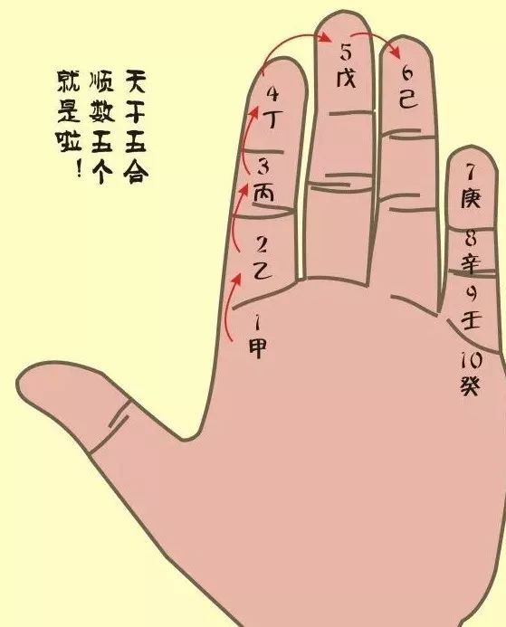 排纳入左手食指到小拇指的指节后,再通过默念口诀用大拇指依次点算