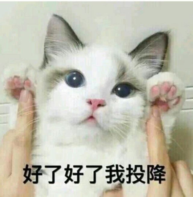 可爱猫咪搞笑表情包:好了好了,我投降还不行啊!