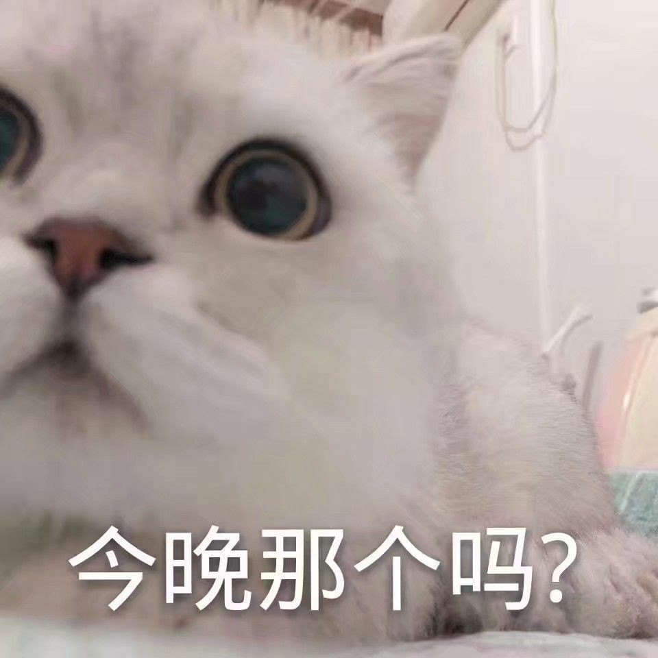 可爱猫咪搞笑表情包:今晚有那个吗!