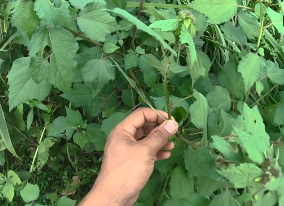 其实在植物就是刺蒴麻,俗称黄花虱麻头,头婆,黄花地桃花,密马专等