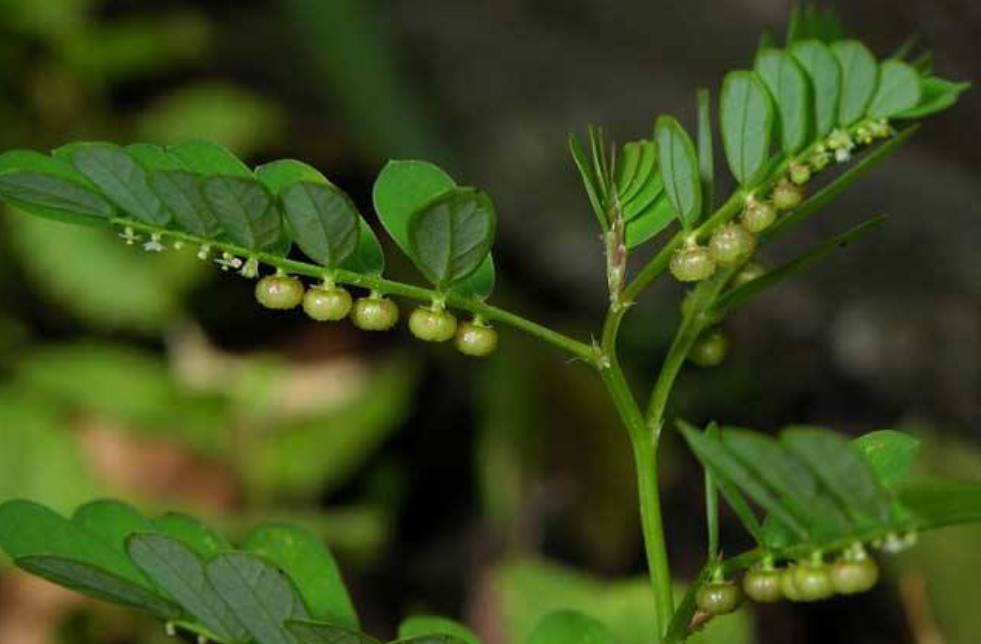 其实这种"阴阳草"的学名叫做叶下珠,又称珠仔草,假油甘,龙珠草,碧凉草