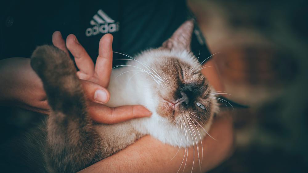 另一只手抓住猫咪的两后脚,并用手掌托着猫咪的臀部.