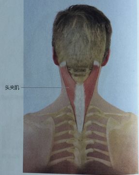 小视频演示:如何自我松解头夹肌和颈夹肌 3,枕下肌群 枕下肌群就在