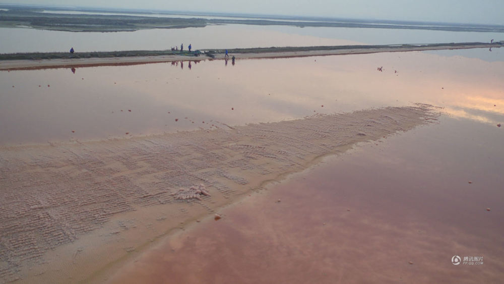 中国&quot;死海&quot;变成“玫瑰湖” 现大面积粉色硝花(图)