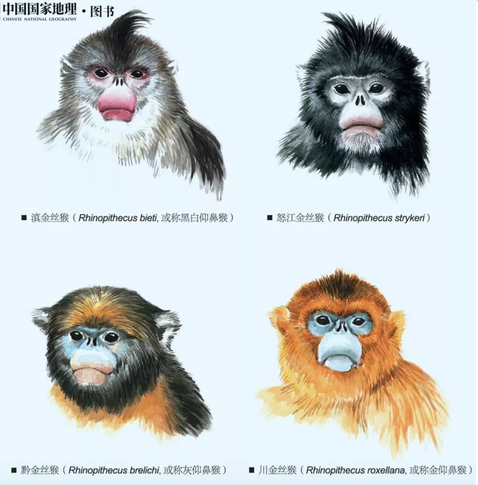 因为滇金丝猴更早被认知(1897年),时称"黑仰鼻猴",直到115年后更黑的