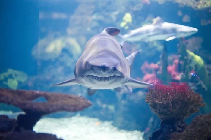 鲨鱼的奋斗:海洋强势物种修炼秘籍