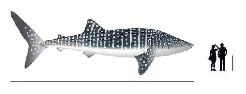 鲸鲨 而最小的鲨鱼侏儒角鲨,身长才20到27厘米,重量还不到一磅,小到