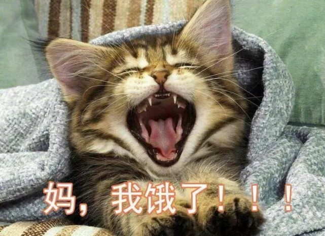 可爱猫咪搞笑表情包:我的灵魂出窍了吗!