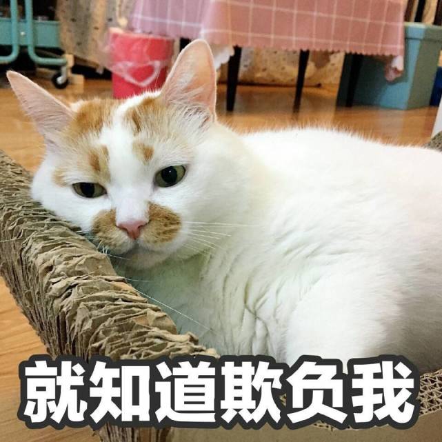 可爱猫咪搞笑表情包:你就知道欺负我!