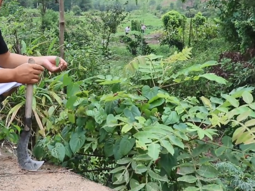 农村水沟边一种植物,藤上长迷你"山药",有毒但却能治百日咳