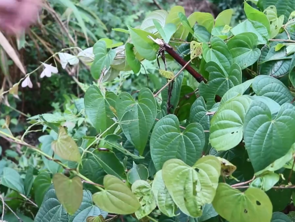 农村水沟边一种植物,藤上长迷你"山药",有毒但却能治百日咳