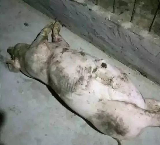 以下是猪友提供的死猪照片