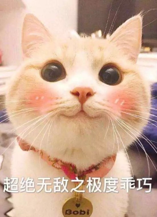 可爱猫咪搞笑表情包:超级无敌之极度乖巧!