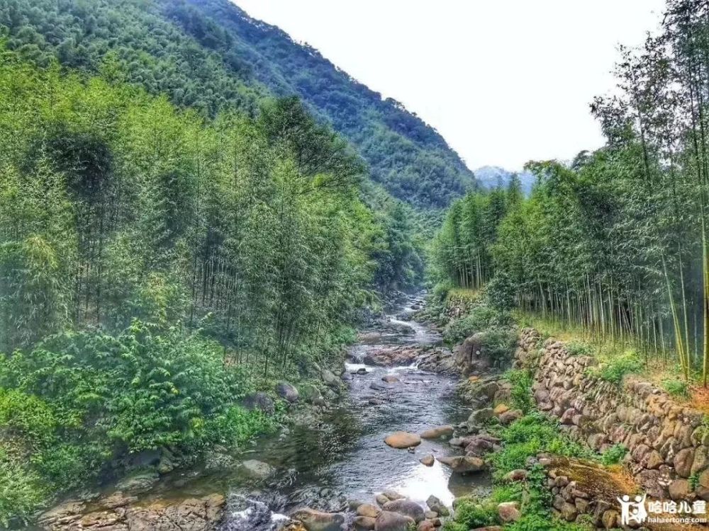 溪水微凉而清澈,小溪两边是茂密的竹林,我们溯溪而上.