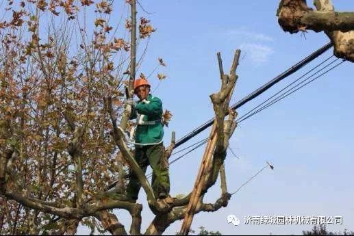 园林植物保护-园林植物秋冬季防寒防冻措施