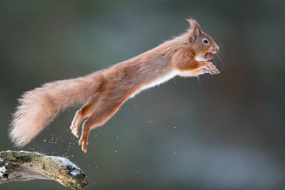 身体柔软灵活的松鼠喜欢跳来跳去