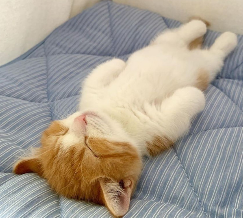 小猫因可爱睡姿红遍网络,躺在沙发上像极人类,看到这