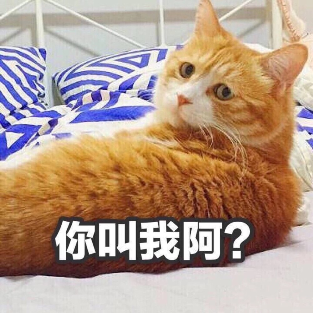 可爱猫咪搞笑表情包:怎么没人陪我玩啊,你叫我了吗!