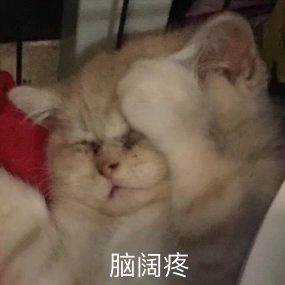 可爱猫咪搞笑表情包:我真的很委屈!