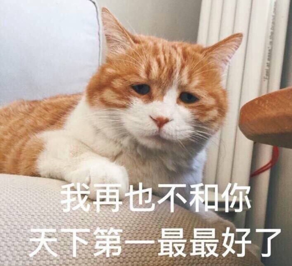 可爱猫咪搞笑表情包:我在生闷气,别理我!