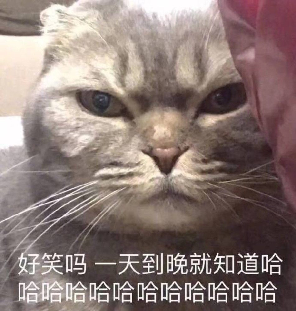 可爱猫咪搞笑表情包:我在生闷气,别理我!